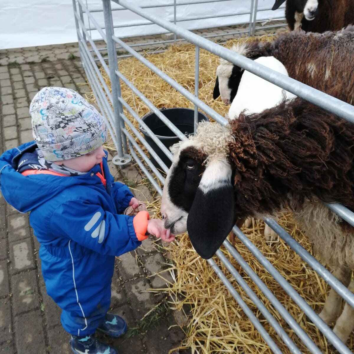 kinder_fuettern_tiere kinder_fuettern_tiere